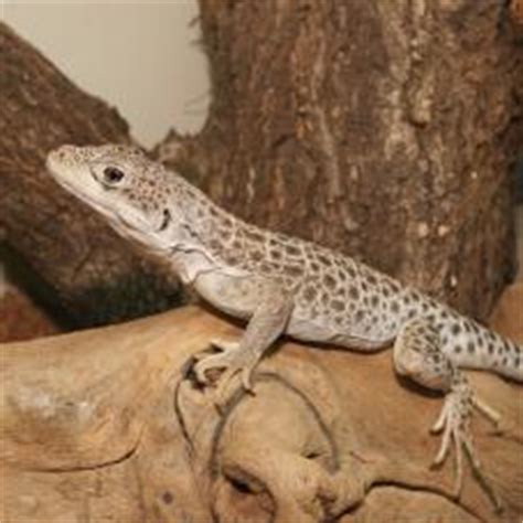She is front paw declawed, fully vetted, to include: Reptiles for sale, buy Reptiles online at exotic-pets.co.uk