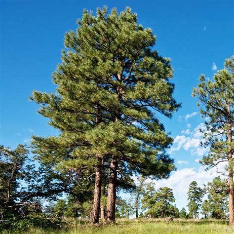 Black Hills Ponderosa Pine Trees For Sale