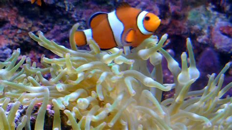 Clownfishes In Anemone 2 Youtube