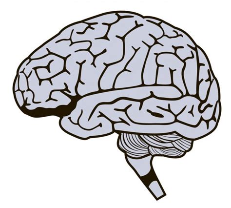 Model Of Human Brain Stock Vector Image By ©spirit Alex 19241295