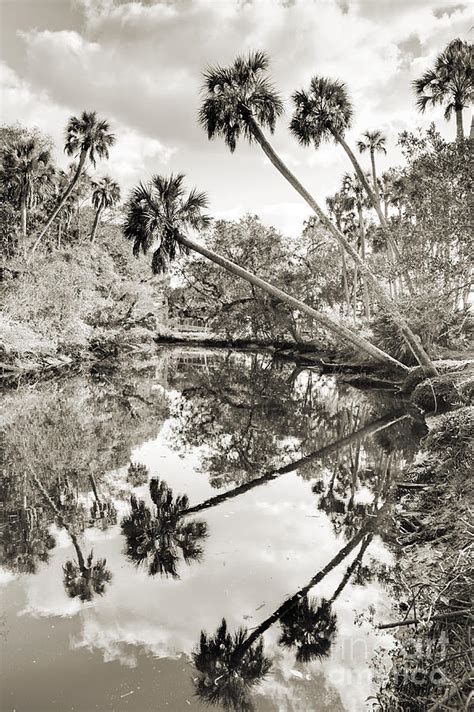 Palm Tree Reflections Photograph By Dustin K Ryan Fine Art America