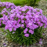 We've had this tall phlox for over 20 years. Phlox 'Baby Doll White' PPAF | Walters Gardens, Inc.