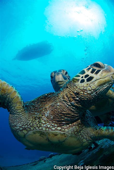 Maui Hawaii Green Sea Turtles Honu Benja Iglesis Images