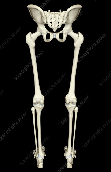 Bone also plays important roles in maintaining mineral homeostasis, as well as providing the environment for hematopoesis in marrow. The bones of the lower body - Stock Image - F001/6910 ...
