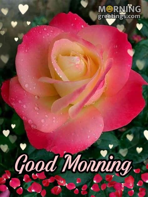 Good Morning Wishes With Rose Morning Greetings Morning Quotes And Wishes Images Good