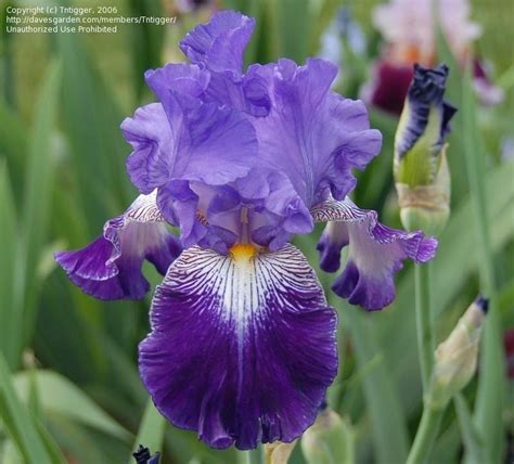 Plantfiles Pictures Tall Bearded Iris Purple Pleaser Iris By Tntigger