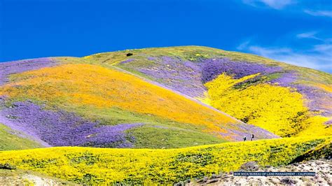 Southern California Super Bloom Migrates North Of Los Angeles