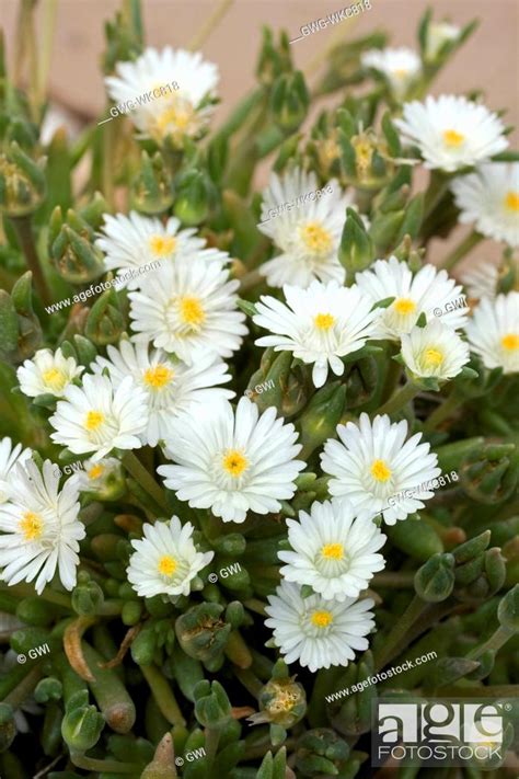 Delosperma Moonstone Stock Photo Picture And Rights Managed Image