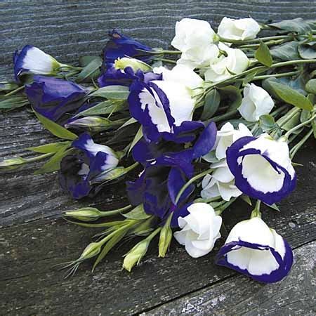 Maybe you would like to learn more about one of these? Natural Blue Wedding Flowers Ideas - Wedding, Dresses and ...