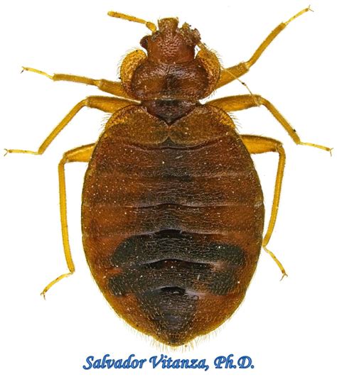 Hemiptera Heteroptera Cimicidae Cimex Lectularius Common Bed Bug B