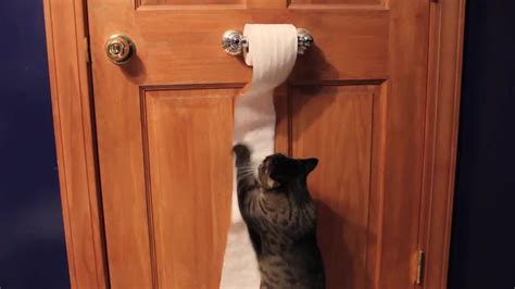 Cute Funny Cat Unrolls Toilet Paper Coub The Biggest Video Meme