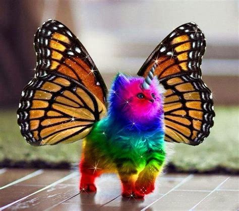 A Sparkly Rainbow Unicorn Fluffy Kitty Flutterby Theyre Real Ya