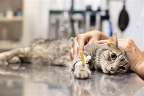 Has Your Cat Been Poisoned — Cofund My Pet