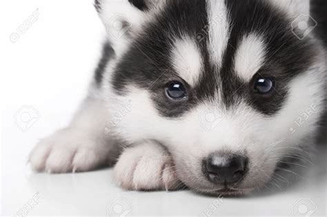 Cute Babe Husky Puppy Isolated On White Background Artofit
