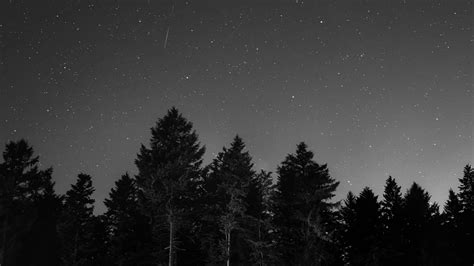 Starry Sky Night Dark Trees Black And White Monochrome Photography