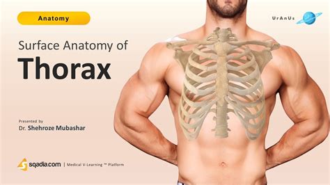 Surface Anatomy Of Thorax Video Lecture For Medical Students V