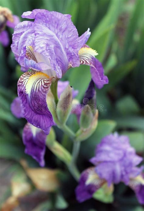 The Iris Flower Closeup Beautiful Purple Flower In Bloom On A Crisp