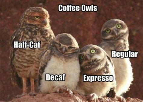 Wake Up Owl Funny Owls Funny Pictures
