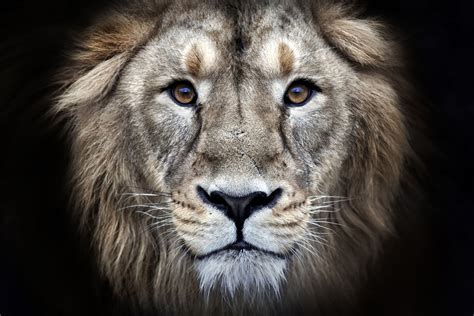 Available for hd, 4k, 5k pc, mac, desktop and mobile phones 4K Ultra HD Lions Wallpapers - Top Free 4K Ultra HD Lions ...