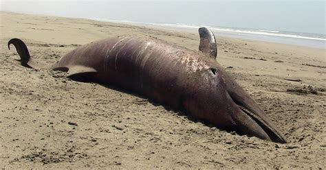 Mystery Of 400 Dead Dolphins Found On North Peru Coast