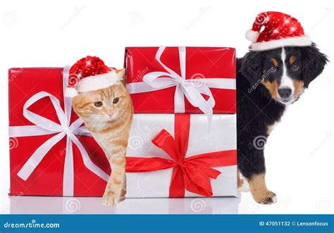 Cat And Dog With Santa Hat And Ts Stock Photo Image Of Present