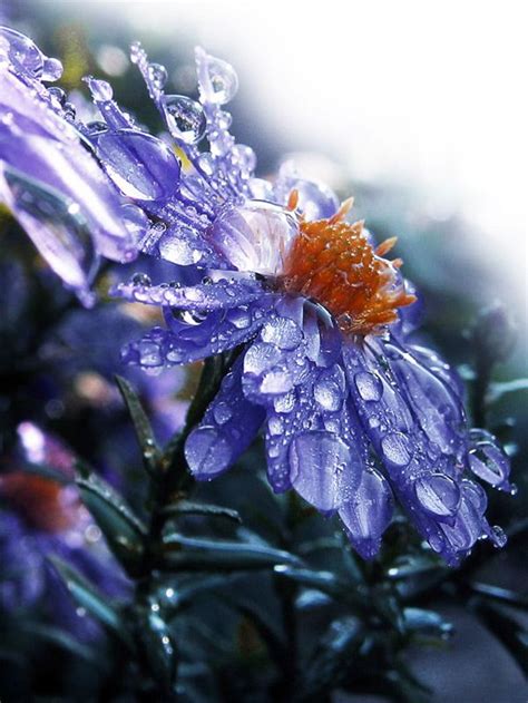 Find and save images from the flowers collection by flor (flowii) on we heart it, your everyday app to get lost in what you love. Top 10 Wonderful Flower Photos - Top Inspired