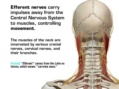 Almost every muscle constitutes one part of a pair of identical bilateral. Neck muscles