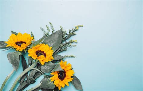 Sunflower Minimalist Wallpapers Top Free Sunflower Minimalist