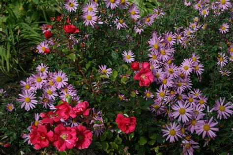 Chrysanthemum Clara Curtis 21d Ballyrobert Gardens
