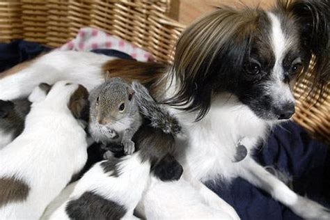 Interspecies Friends Newborn Squirrel Joins Pregnant
