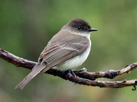 Eastern Phoebe Identification All About Birds Cornell Lab Of