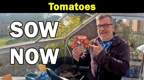 Tomato Sowing Time To Sow Tomatoes How To Sow Tomatoes How To