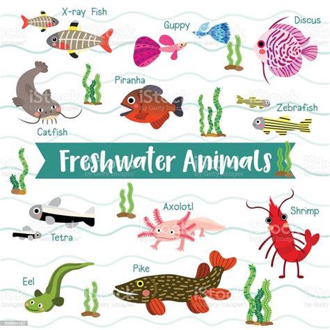Freshwater Animals Cartoon With Animal Name Vector