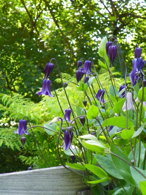 They can be annual, or perennial, and there are vines for practically every usda. Perennial Flowering Vines Zone 5 - 10 Best Flowering Vines ...