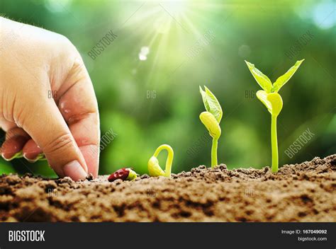 Plant Seed Seedling Image And Photo Free Trial Bigstock