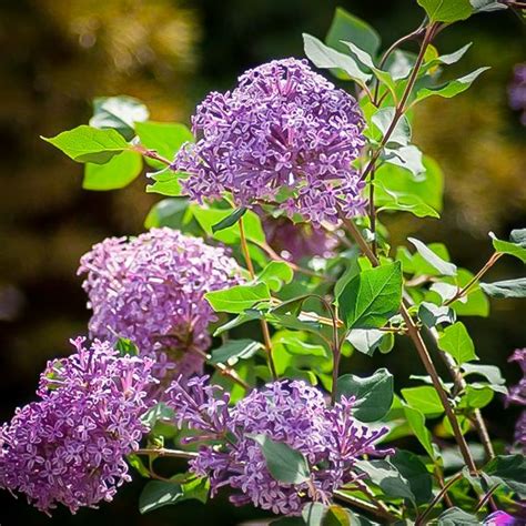 With big and beautiful flower clusters that bloom twice in place your lilac bush inside the hole, ensuring that the root ball is level with the surrounding surface. Bloomerang Dark Purple Lilacs For Sale Online | The Tree ...