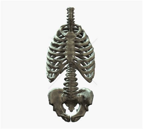 We did not find results for: Bone - Rib Cage And Pelvis, HD Png Download - kindpng