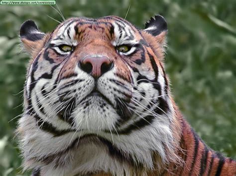 Ver más ideas sobre tigres uanl, tigres, tigres futbol. Tigers photos (I)