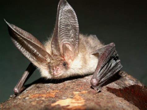 Bat Like Creature Bizarre Animals Animals Mammals