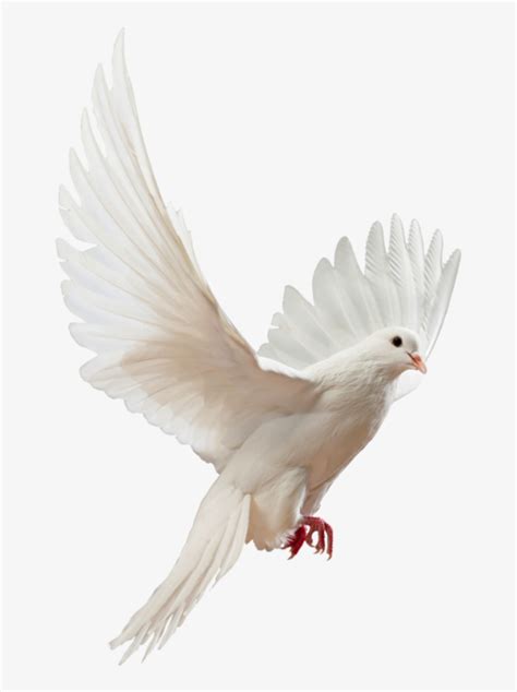 Download Flying Doves Png Picture Freeuse Download Flying White Dove