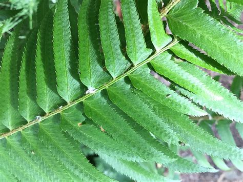 Facts About Ferns And The Western Sword Fern Owlcation