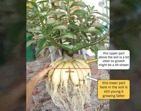 It's equally outstanding grown in landscape beds or borders as it is in containers and planters on decks, patios, and other outdoor spaces. Get Big Adenium Caudex: 5 Ways in 2020 | Adenium, Rose ...