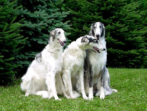 • please send us a short story about your present borzoi(s) with pictures. Russian Wolfhounds | Barsoi, Hunde welpen