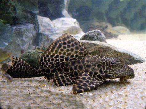 Leopard Sailfin Pleco Complete Species And Care Overview
