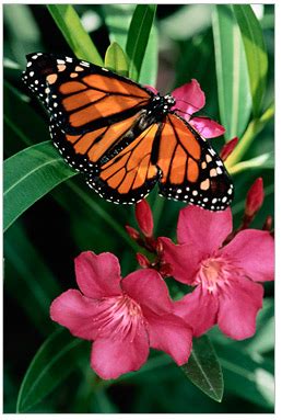 Butterflies are drawn into a yard or garden that has a plentiful source of nectar flowers. Fragrant Flowers Attract Butterflies, Bees and ...