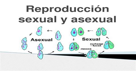 reproducción sexual y asexual proyecto [pptx powerpoint]