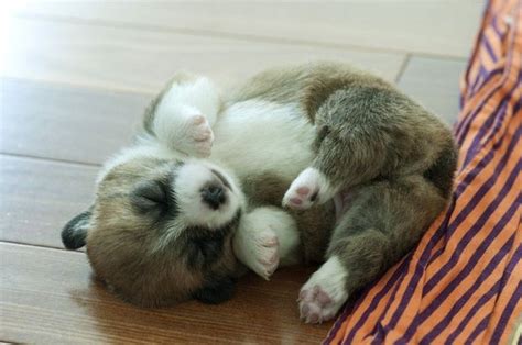 Some answers to common questions i've seen. Top 10 Cutest Sleeping Puppies