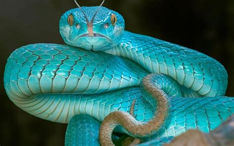 Viper Snake Desktop Wallpaper Pet Snake Snakes With Hats Nature Animals