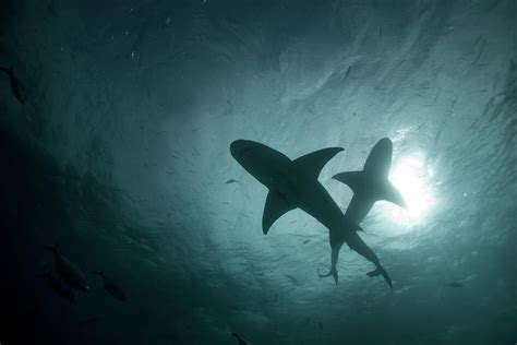 An Underwater Silhouette Of Two Sharks Photograph By Chris Ross Fine