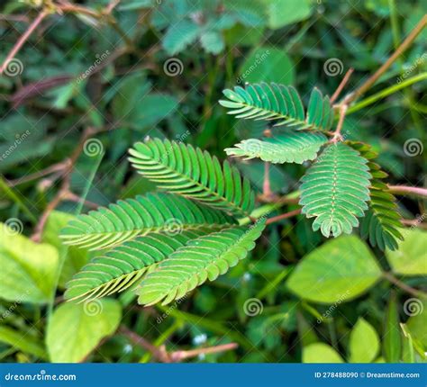 The Highly Sensitive To The Touch Compound Leaves Of Mimosa Pudica A